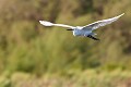  aigrette garzette, egretta garzetta, étang, vertébré, oiseau, France 