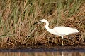  aigrette garzette, egretta garzetta, étang, vertébré, oiseau, France 