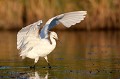  aigrette garzette, egretta garzetta, étang, vertébré, oiseau, France 
