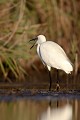  aigrette garzette, egretta garzetta, étang, vertébré, oiseau, France 