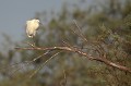  aigrette garzette, egretta garzetta, étang, vertébré, oiseau, France 