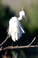  aigrette garzette, egretta garzetta, étang, vertébré, oiseau, France 