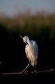  aigrette garzette, egretta garzetta, étang, vertébré, oiseau, France 