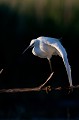  aigrette garzette, egretta garzetta, étang, vertébré, oiseau, France 