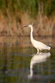  aigrette garzette, egretta garzetta, étang, vertébré, oiseau, France 