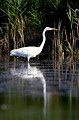  aigrette garzette, egretta garzetta, étang, vertébré, oiseau, France 