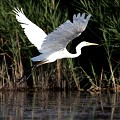  aigrette garzette, egretta garzetta, étang, vertébré, oiseau, France 