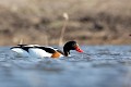  canard, tadorne de Bellon, tadorna tadorna, étang, oiseau, vertébré, France 