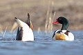  canard, tadorne de Bellon, tadorna tadorna, étang, oiseau, vertébré, France 
