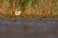  crabier chevelu, ardeola ralloides, étang, oiseau, vertébré, France 