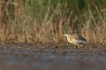  crabier chevelu, ardeola ralloides, étang, oiseau, vertébré, France 