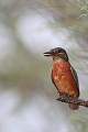  martin-pêcheur d'Europe, alcedo atthis, étang, oiseau, vertébré, France 