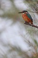 martin-pêcheur d'Europe, alcedo atthis, étang, oiseau, vertébré, France 