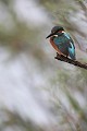  martin-pêcheur d'Europe, alcedo atthis, étang, oiseau, vertébré, France 