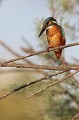  martin-pêcheur d'Europe, alcedo atthis, étang, oiseau, vertébré, France 