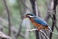  martin-pêcheur d'Europe, alcedo atthis, étang, oiseau, vertébré, France 