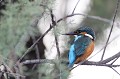  martin-pêcheur d'Europe, alcedo atthis, étang, oiseau, vertébré, France 