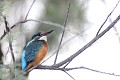  martin-pêcheur d'Europe, alcedo atthis, étang, oiseau, vertébré, France 