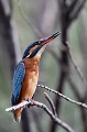  martin-pêcheur d'Europe, alcedo atthis, étang, oiseau, vertébré, France 