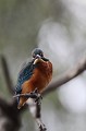  martin-pêcheur d'Europe, alcedo atthis, étang, oiseau, vertébré, France 