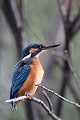  martin-pêcheur d'Europe, alcedo atthis, étang, oiseau, vertébré, France 