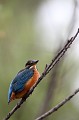  martin-pêcheur d'Europe, alcedo atthis, étang, oiseau, vertébré, France 