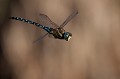  aeshne mixte, aeshna mixta, libellule, étang, insecte, invertébré, France 