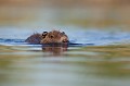  le ragondin, Myocastor coypus, étang, mammifère, vertébré,France 