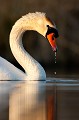  cygne tuberculé,cygnus olor, étang, oiseau, vertébré, France 
