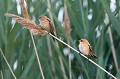  panure à moustaches, panurus biarmicus, étang, oiseau, vertébré, France 
