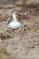  chavalier sylvain, tringa ochropus, limicole, oiseau, vertébré, étang, France 