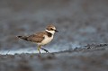  petit gravelot,  juvénile, charadrius dubius, limicole, oiseau, vertébré, étang, France 
