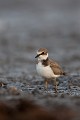  petit gravelot, juvénile, charadrius dubius, limicole, vertébré, oiseau, étang, France 