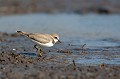  petit gravelot, juvénile, charadrius dubius, limicole, vertébré, oiseau, étang, france 