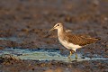  le chevalier cul blanc, tringa ochropus, limicole, étang, oiseau, vertébré, France 