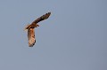  oiseau, étang, France, vertébré, rapace, le busard des roseaux 