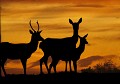  cerf elaphe, biche, faon, hère, jeune, cervus elaphus, mammifère, montagne, France 