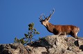  cerf elaphe, cervus elaphus, mammifère, montagne, France 
