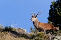  cerf elaphe, cervus elaphus, mammifère, montagne, France 