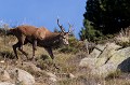  cerf elaphe, cervus elaphus, mammifère, montagne, France 