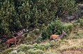  cerf elaphe, bramant, cervus elaphus, mammifère, montagne, France 