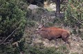  cerf elaphe, bramant, cervus elaphus, mammifère, montagne, France 