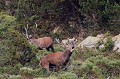  cerf elaphe, combat, cervus elaphus, mammifère, montagne, France 