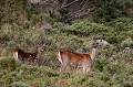  cerf elaphe, biche, faon, cervus elaphus, mammifère, montagne, France 