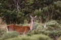  cerf elaphe, biche, cervus elaphus, mammifère, montagne, France 