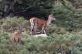  cerf elaphe, biche, faon, cervus elaphus, mammifère, montagne, France 