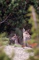  cerf elaphe, biche, faon, cervus elaphus, mammifère, montagne, France 