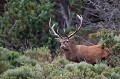 cerf ayant cassé l'extrémité de son bois droit lors d'un combat la veille cerf elaphe, bramant, cervus elaphus, mammifère, montagne, France 