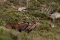  cerf elaphe, combat, cervus elaphus, mammifère, montagne, France 