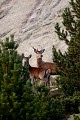  cerf elaphe, biche, cervus elaphus, mammifère, montagne, France 